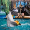 Дельфинарии, океанариумы в Боброве